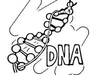 Coloriage ADN ou DNA en anglais