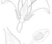 Coloriage Anatomie de la fleur