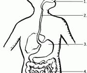 Coloriage Autonomie des organes humaines