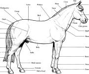 Coloriage Autonomie du corps de cheval