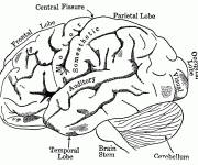 Coloriage et dessins gratuit Autonomie du syst&egrave;me c&eacute;l&eacute;brable à imprimer