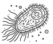 Coloriage Biologie bact&eacute;rie lp
