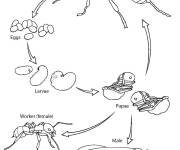 Coloriage Biologie Cycle de la vie d'une fourmi pour enfants