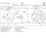 Coloriage Biologie de l'&eacute;cosyst&egrave;me arctique
