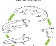 Coloriage Biologie et Cycle de vie de la salamandre