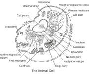 Coloriage Cellule animale avec titres