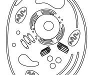 Coloriage Cellule animale de biologie