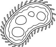 Coloriage Cellule de Germe
