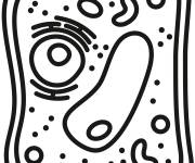 Coloriage Cellule de plante