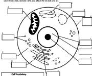 Coloriage Cellule humaines