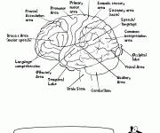 Coloriage Cerveau humain