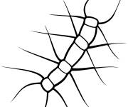 Coloriage Chaetoceros Diatom Chain en noir et blanc
