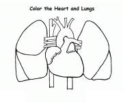 Coloriage Coeur et poumons humains