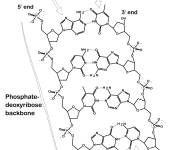 Coloriage Composition chimique de l'ADN