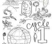 Coloriage Cycle de la vie