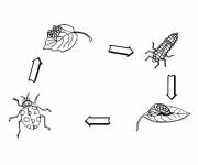 Coloriage Cycle de vie de coccinelle