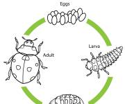 Coloriage Cycle de vie de la coccinelle