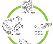 Coloriage Cycle de vie de la grenouille