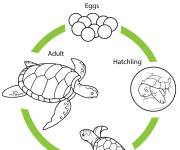 Coloriage Cycle de vie de la tortue