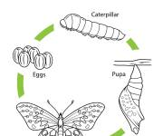 Coloriage Cycle de vie du papillon