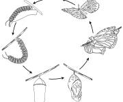Coloriage Cycle de vie du papillon monarque &eacute;tape par &eacute;tape