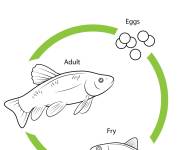 Coloriage Cycle de vie du poisson