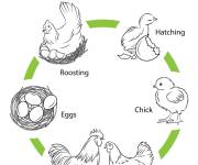 Coloriage Cycle de vie du poulet