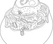Coloriage Formation des cellules animales