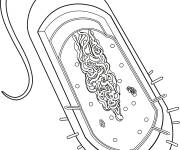 Coloriage Formation des cellules bact&eacute;riennes