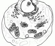 Coloriage Membrane cellulaire