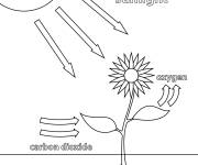 Coloriage Ph&eacute;nom&egrave;ne de Photosynth&egrave;se