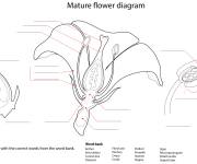 Coloriage Pi&egrave;ces florales &agrave; &eacute;tudier
