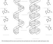 Coloriage Sch&eacute;ma de l'ARN et l'ADN