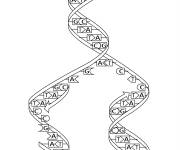 Coloriage Sch&eacute;ma de la r&eacute;plication de l'ADN