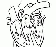 Coloriage et dessins gratuit Structure coeur humain à imprimer