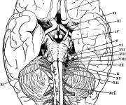 Coloriage Structure de cerveau en ligne