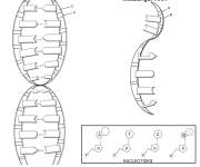 Coloriage Structure de l'ADN d&eacute;taill&eacute;