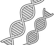 Coloriage Structure de strain ADN