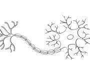 Coloriage Structure des neurones