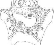 Coloriage Structure des v&eacute;g&eacute;tales et animales