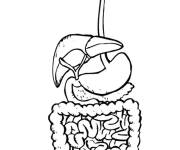 Coloriage et dessins gratuit Syst&egrave;me digestive humain à imprimer