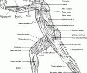 Coloriage Syst&egrave;me musculaire humain