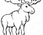 Coloriage et dessins gratuit Animaux Canada à imprimer