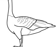 Coloriage Animaux de Canada  vectoriel