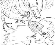 Coloriage Illustration du contes le Vilain Petit Canard