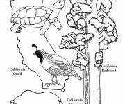 Coloriage Les symboles d'&eacute;tat de Californie