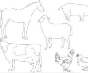 Coloriage et dessins gratuit Animaux de la ferme simple à imprimer