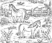 Coloriage Les chevaux &agrave; la ferme