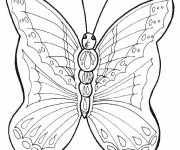 Coloriage Papillon magnifique