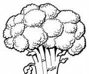 Coloriage Je Mange Le brocoli